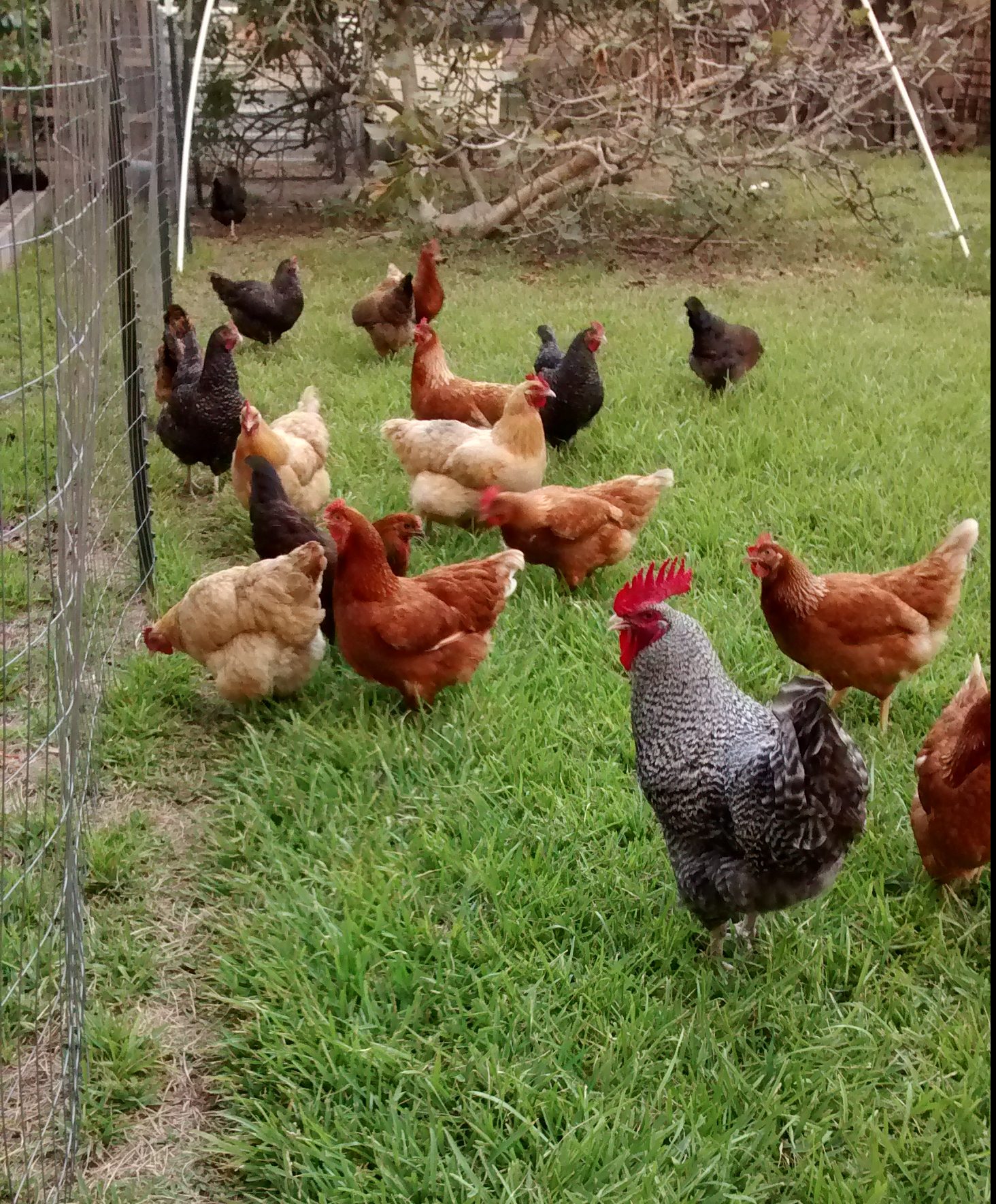 how-much-room-do-my-chickens-need-quality-feed-garden-company