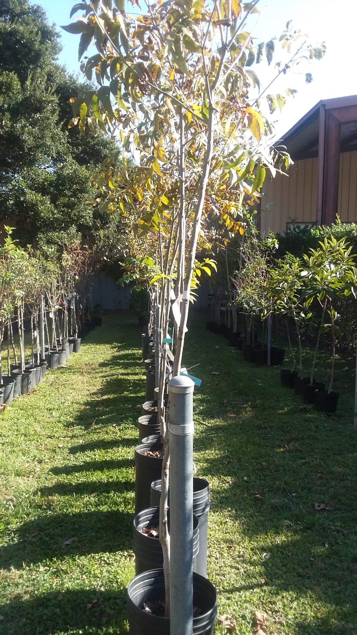 Fruit Trees at Quality Feed