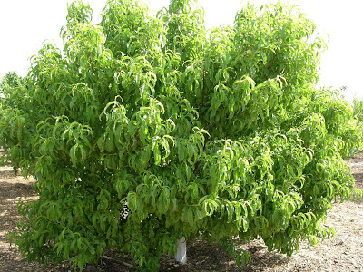 Healthy peach tree in summer