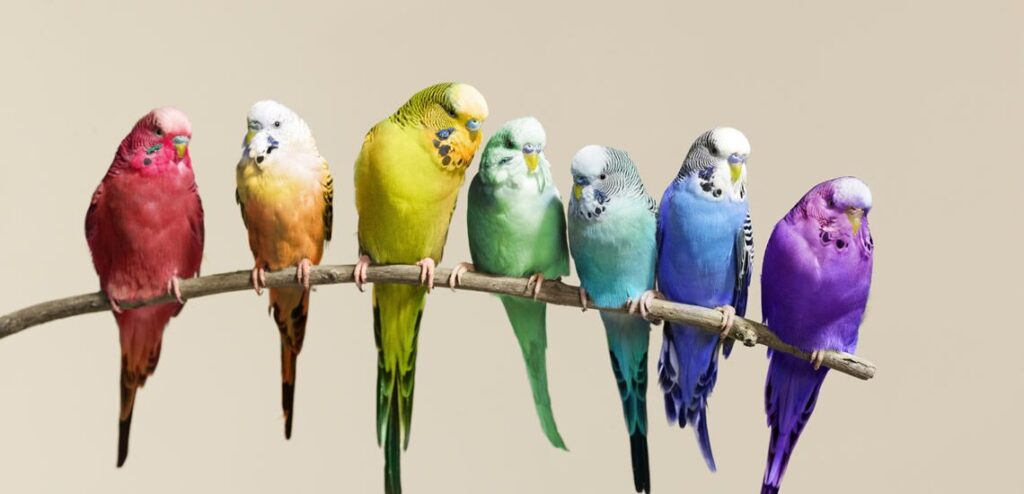 Colorful store pet birds