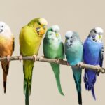 Parakeets - Royalty Free