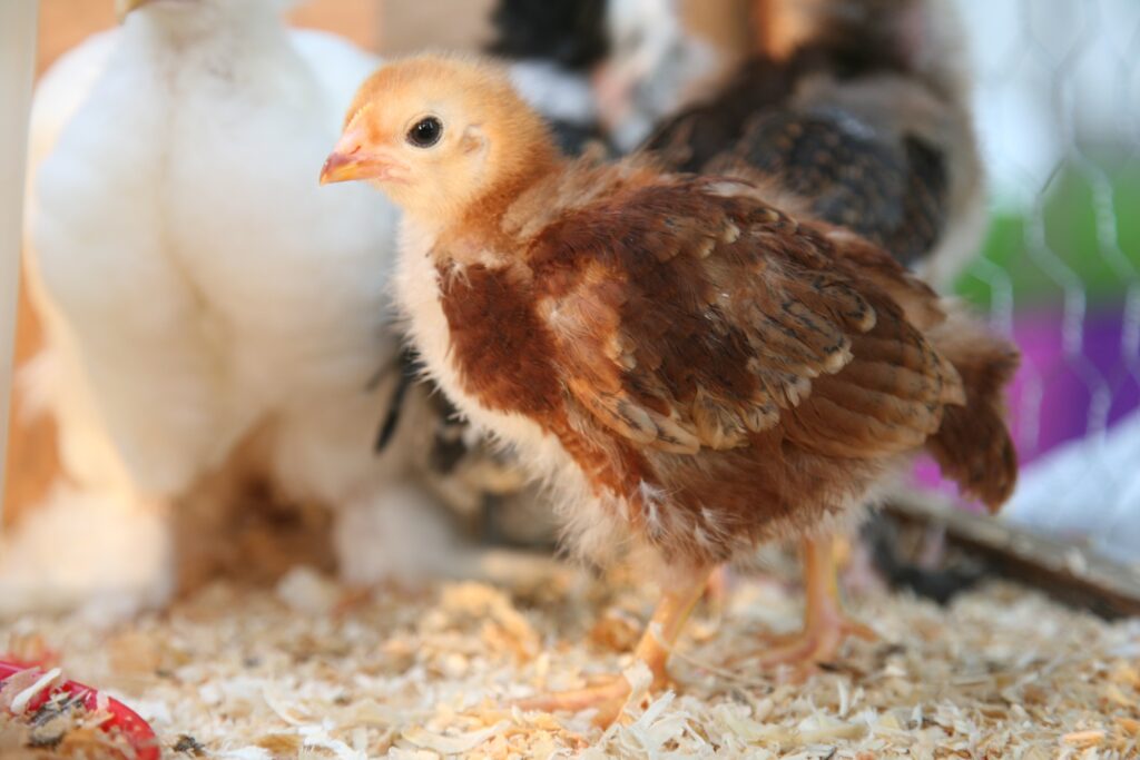 Setting Up A Chick Brooder Quality Feed And Garden Company